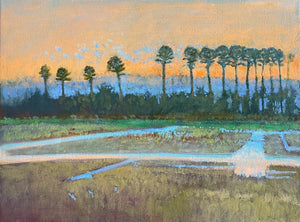Ricefield in the late afternoon with tall Pines ￼