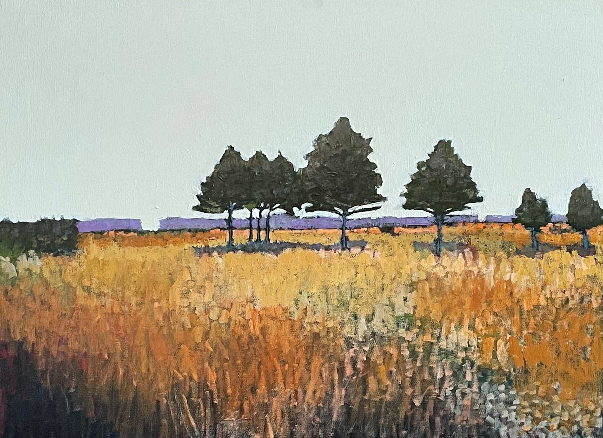 Pines in field off Ashepoo  18 X 24"
